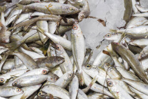 Fresh from the ocean bogue fish catch on ice, displayed for sale at a local fish market stand on Crete.